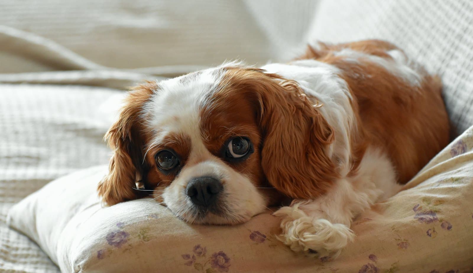 A Cavalier King Charles Spaniel with a red and white coat resting its chin on a floral cushion