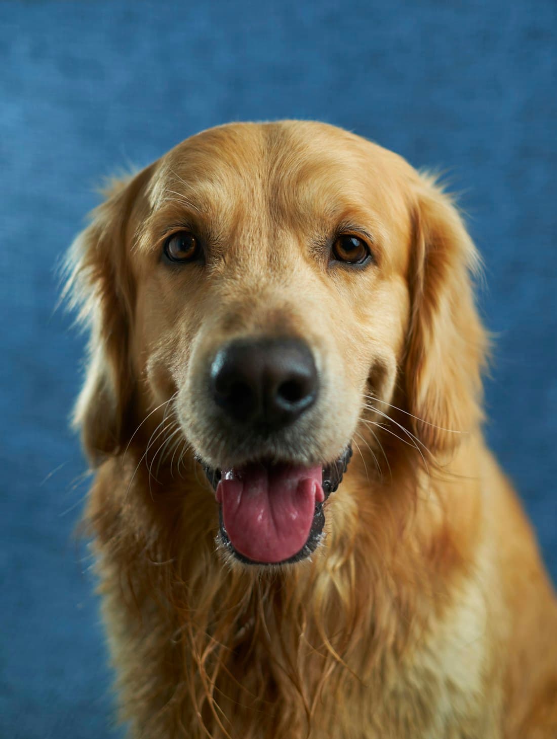 A golden retriever close-up against a blue background