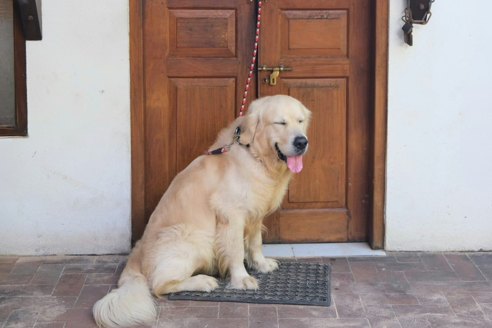 A fluffy pale golden dog on a red leash sitting on a doormat in front of a wooden door