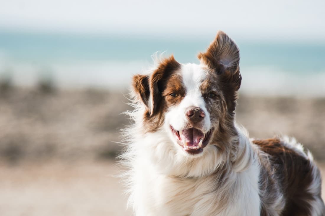 A happy brown and white dog enjoying a breezy day outdoors