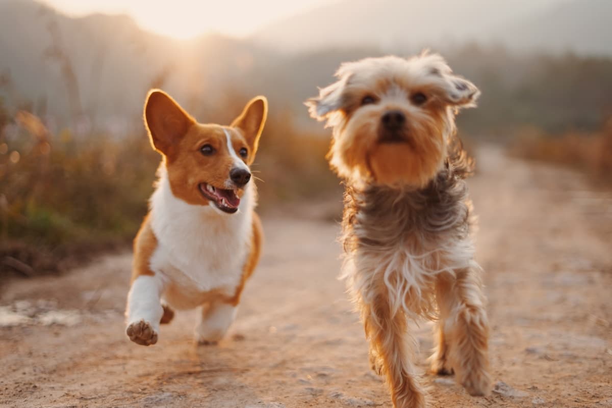 Two dogs running together outside