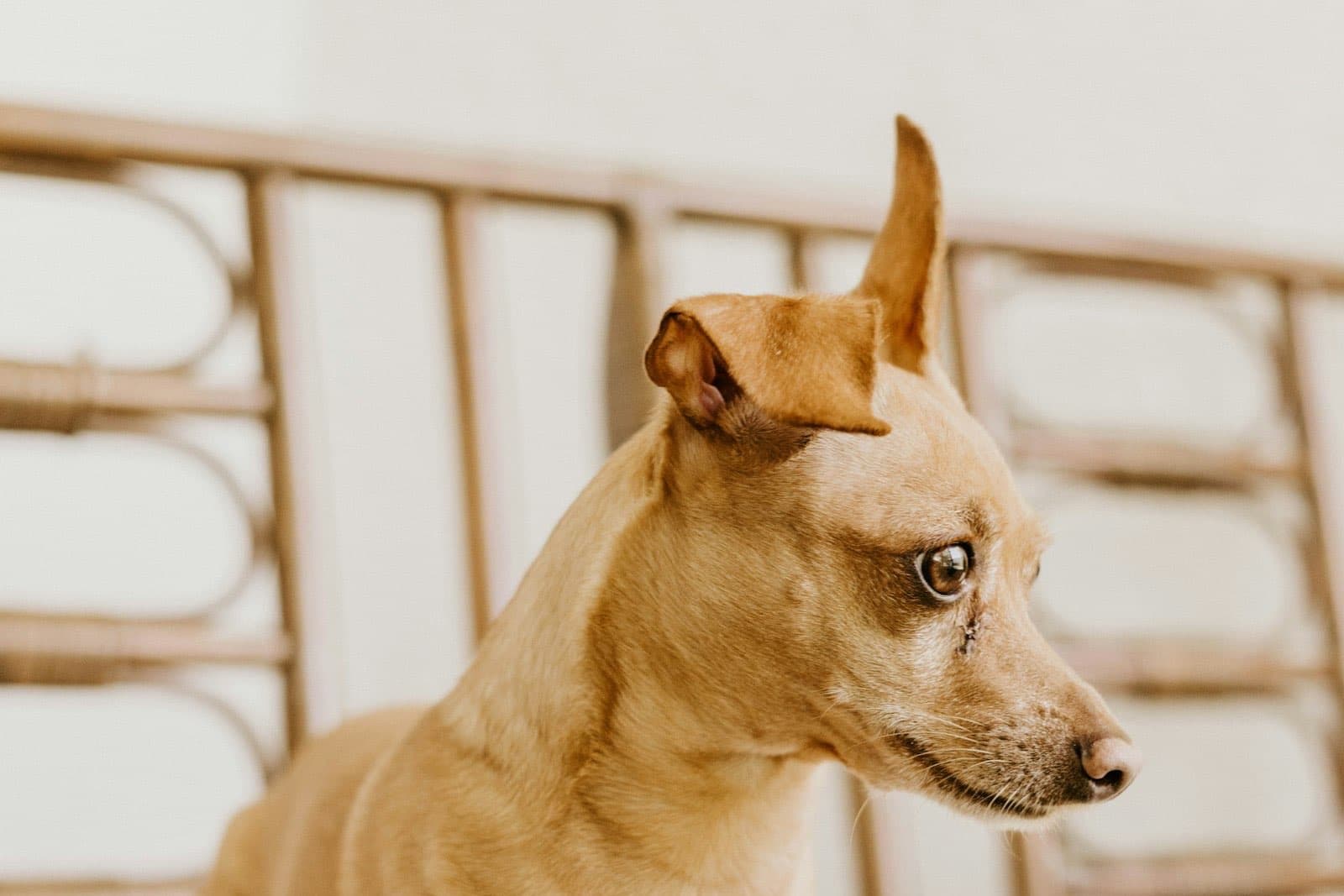 A small tan dog with one ear up resting on a cream daybed and looking calmly to the side