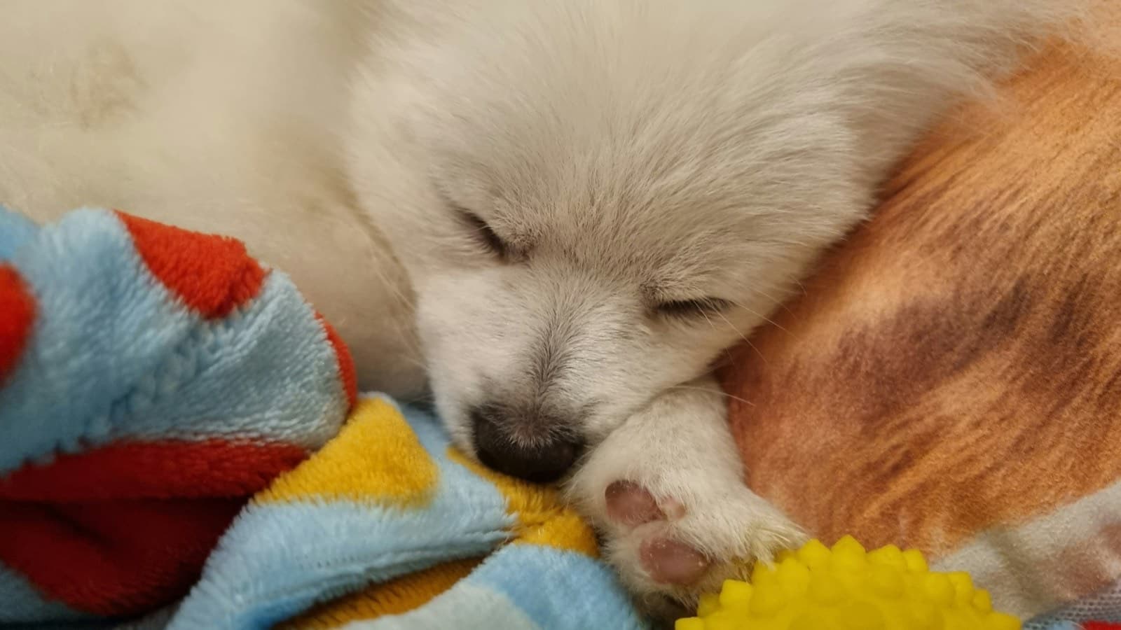 A fluffy white puppy asleep on a colorful fleece blanket