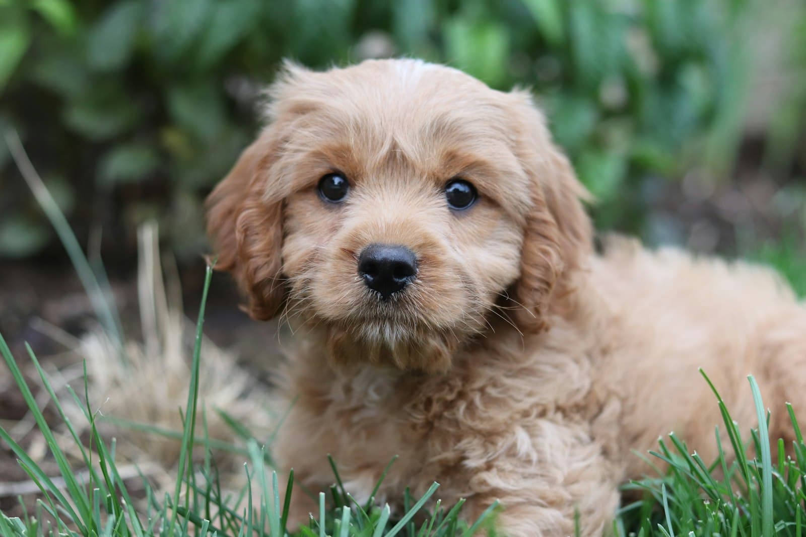 A young tan puppy with floppy ears sitting in green grass