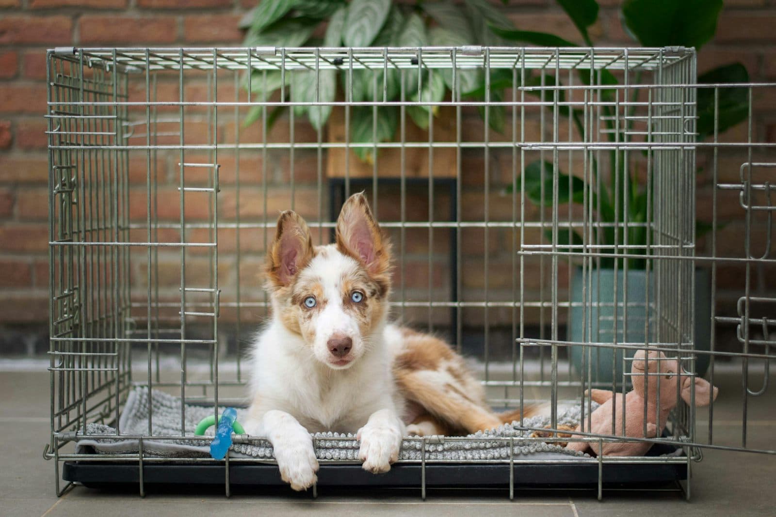 A fluffy brown and white puppy lying on a blanket in a wire crate with the door open