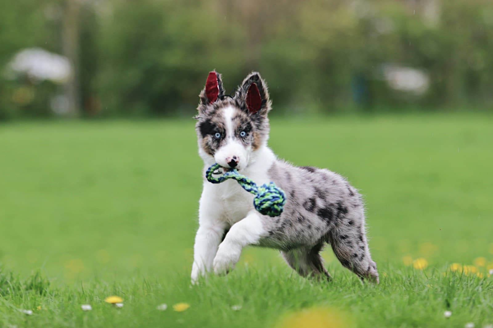 A fluffy grey and white puppy running across grass with a rope toy in its mouth